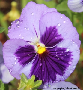 aFLOWER PANSY WET156WMD